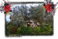 /album/casale-delle-rose-/aiuolone-jpg/