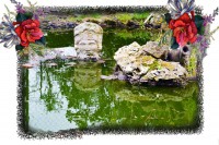 /album/il-giardino-botanico/lago-1-jpg/